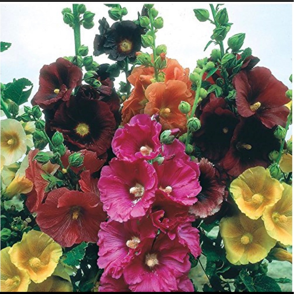 Hollyhock flower MixColor seeds